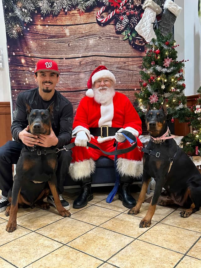 Doberman Pinscher Puppies media 3