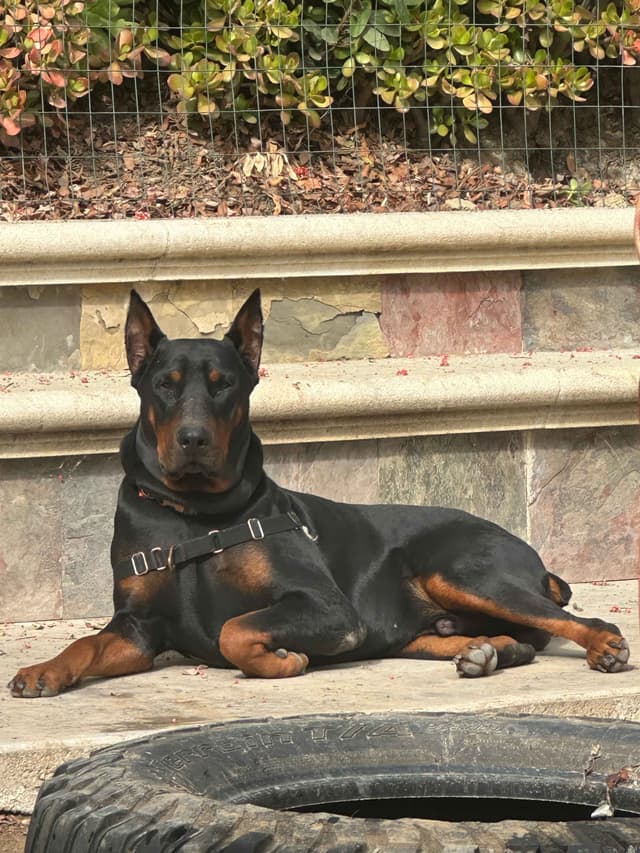 Doberman Pinscher Puppies media 5
