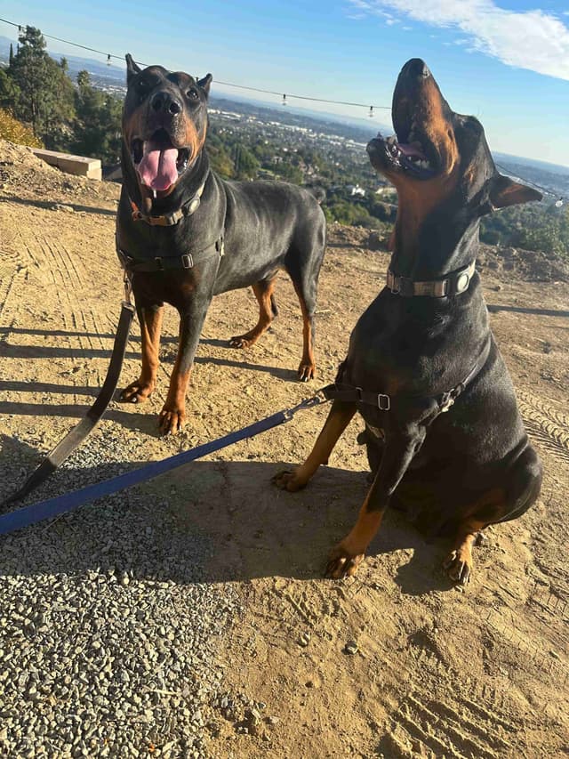 Doberman Pinscher Puppies media 6