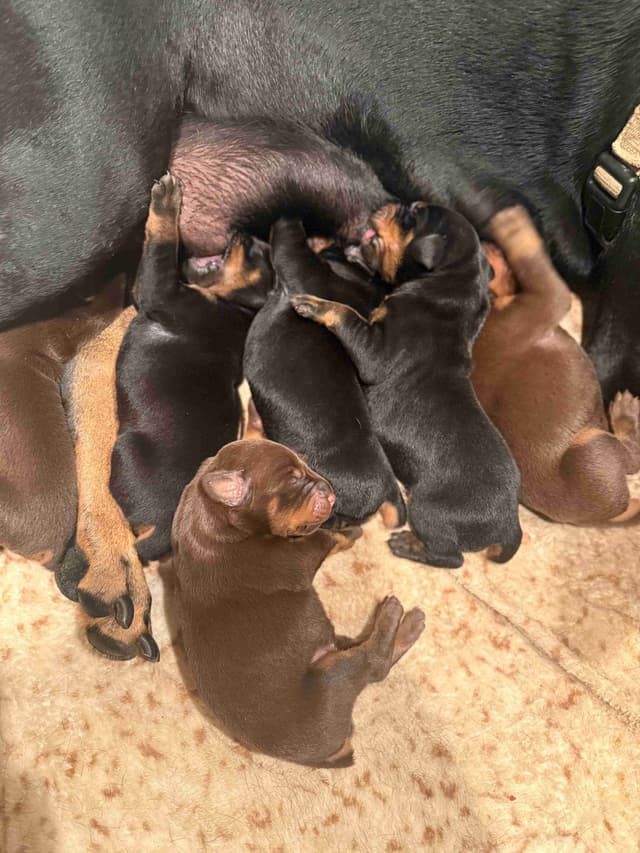 Doberman Pinscher Puppies media 7