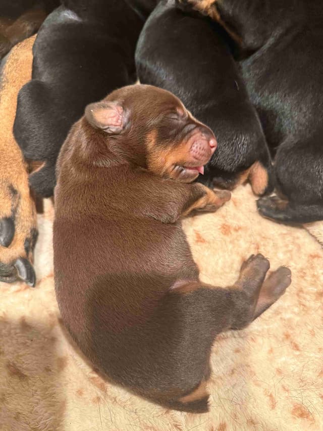 Doberman Pinscher Puppies media 8