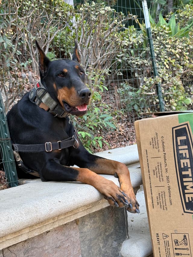 Doberman Pinscher Puppies media 9