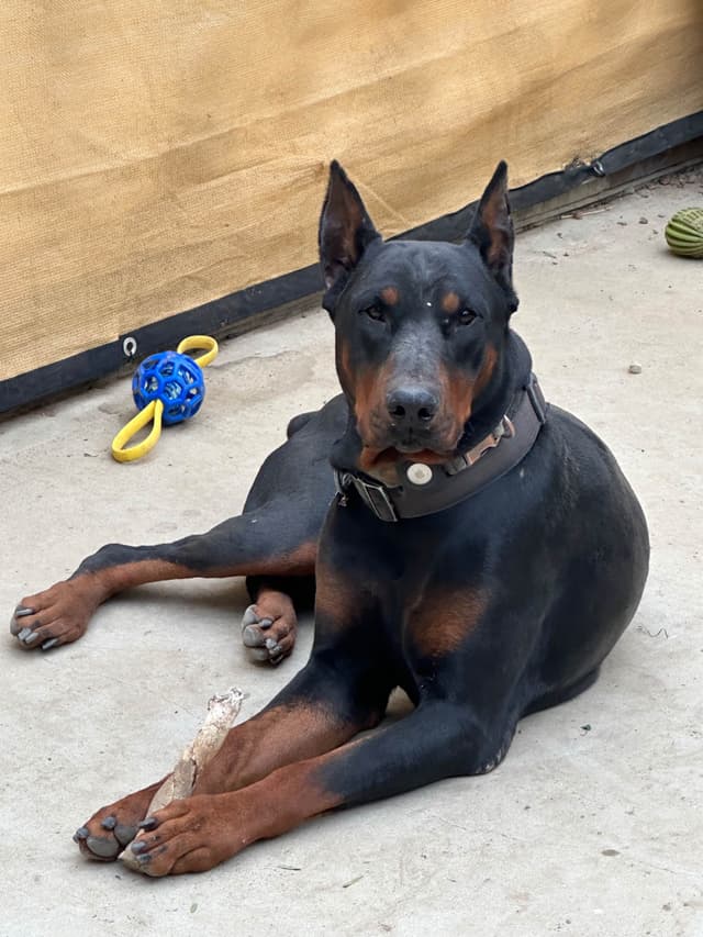 Doberman Pinscher Puppies media 11