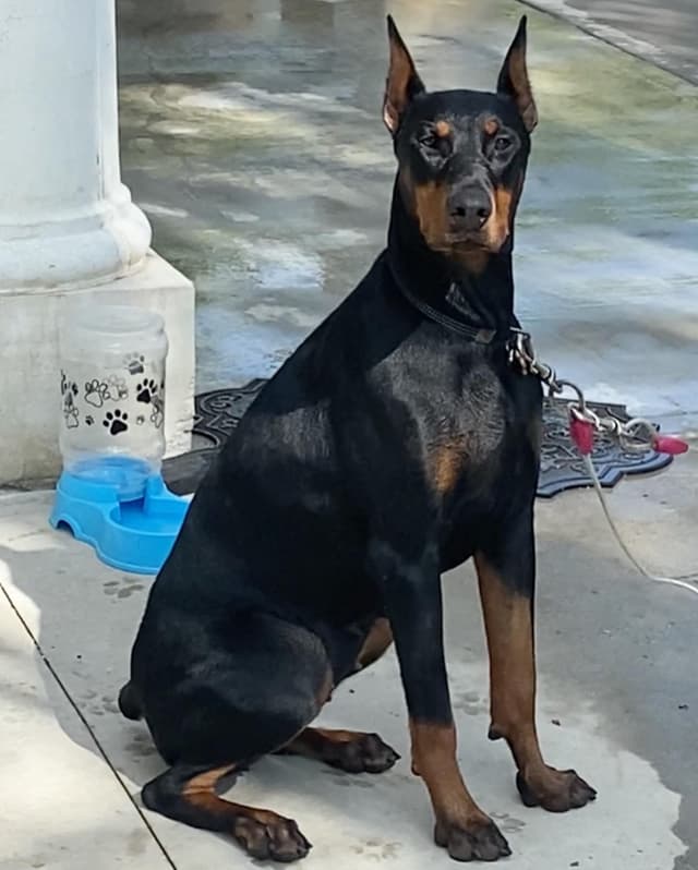 Doberman Pinscher Puppies media 12