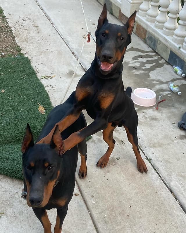 Doberman Pinscher Puppies media 14