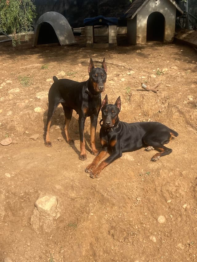 Doberman Pinscher Puppies media 15