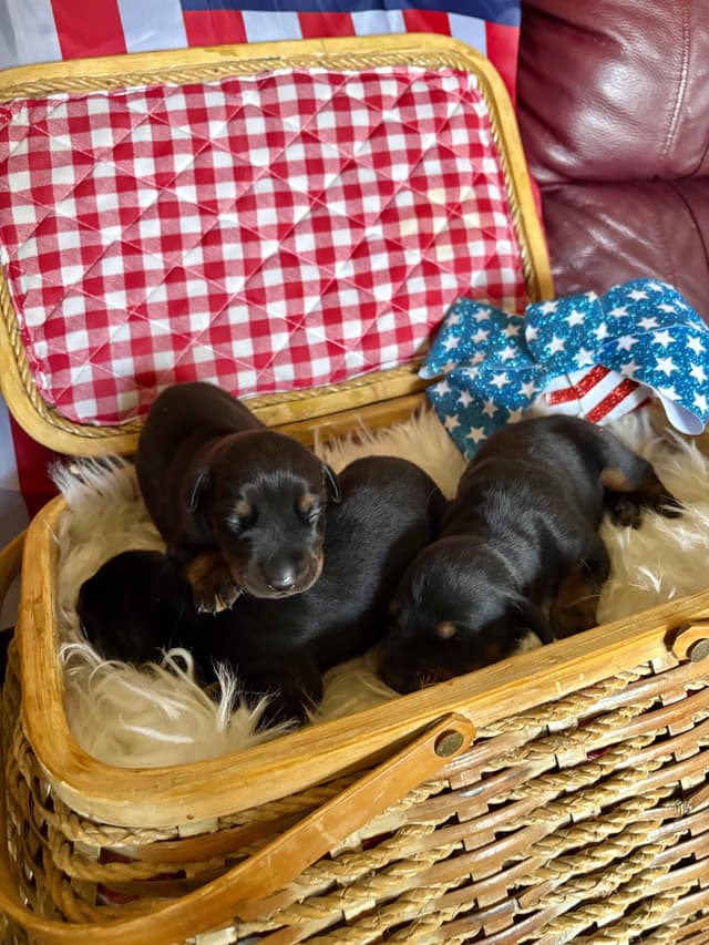 Doberman Pinscher Puppies media 16