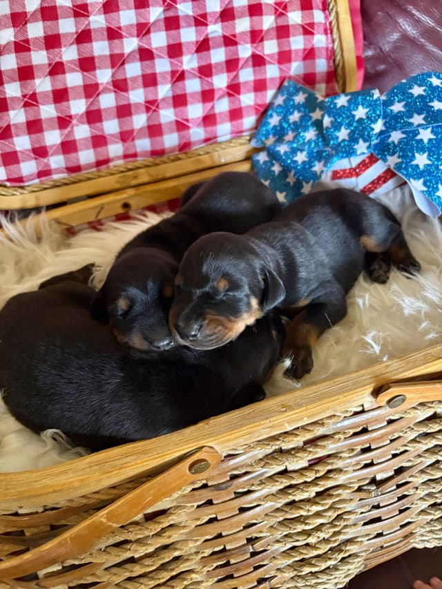 Doberman Pinscher Puppies media 17