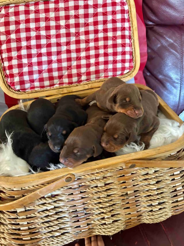 Doberman Pinscher Puppies media 18