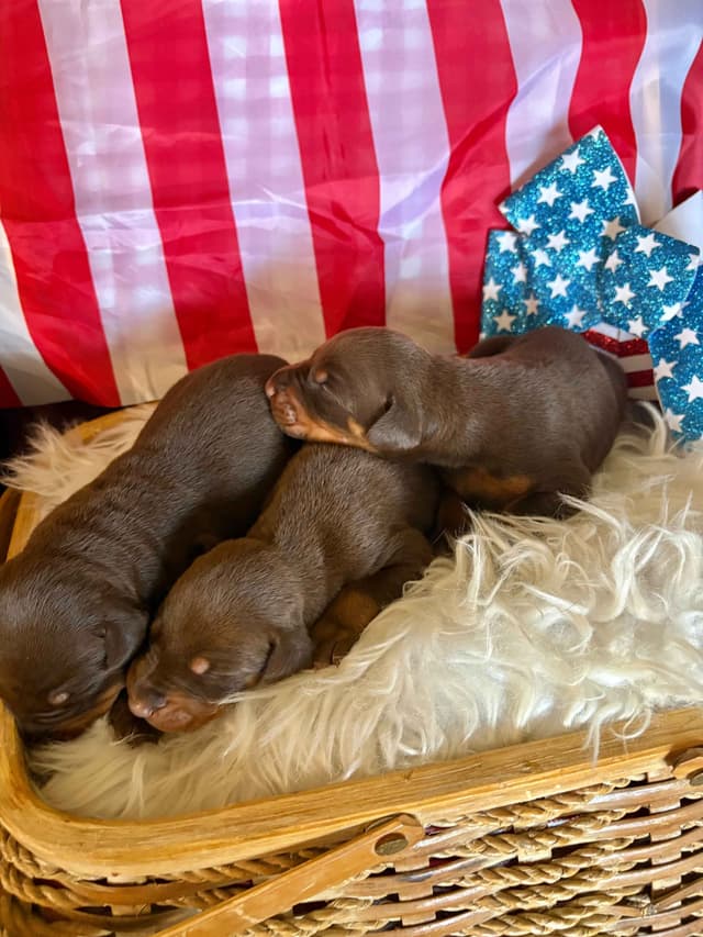 Doberman Pinscher Puppies media 19