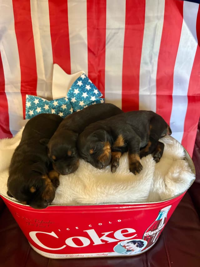 Doberman Pinscher Puppies media 21