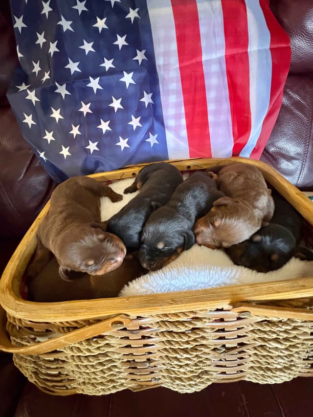 Doberman Pinscher Puppies media 22