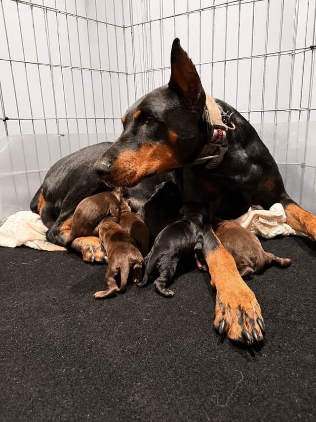 Doberman Pinscher Puppies media 25