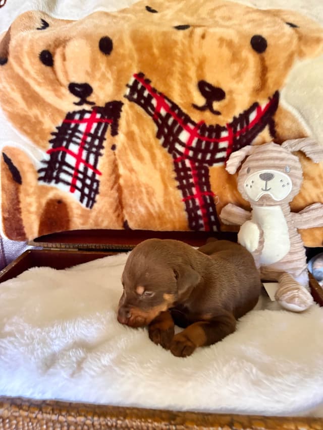 Doberman Pinscher Puppies media 26