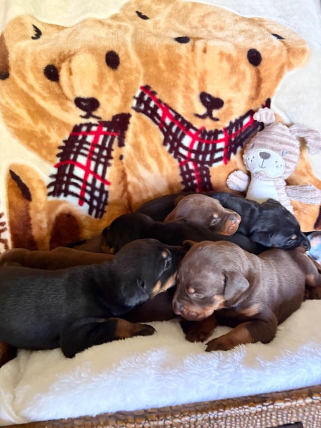 Doberman Pinscher Puppies media 27