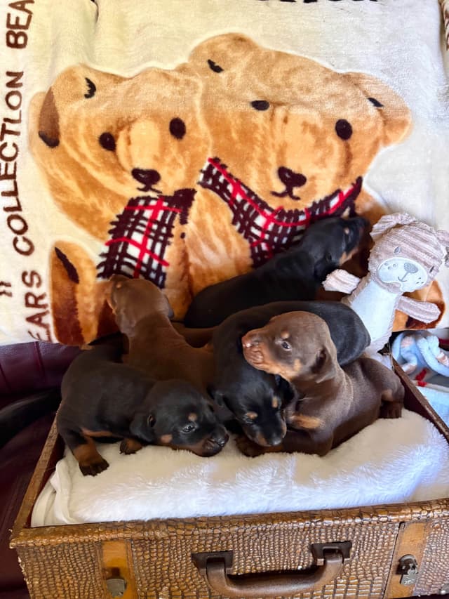 Doberman Pinscher Puppies media 28