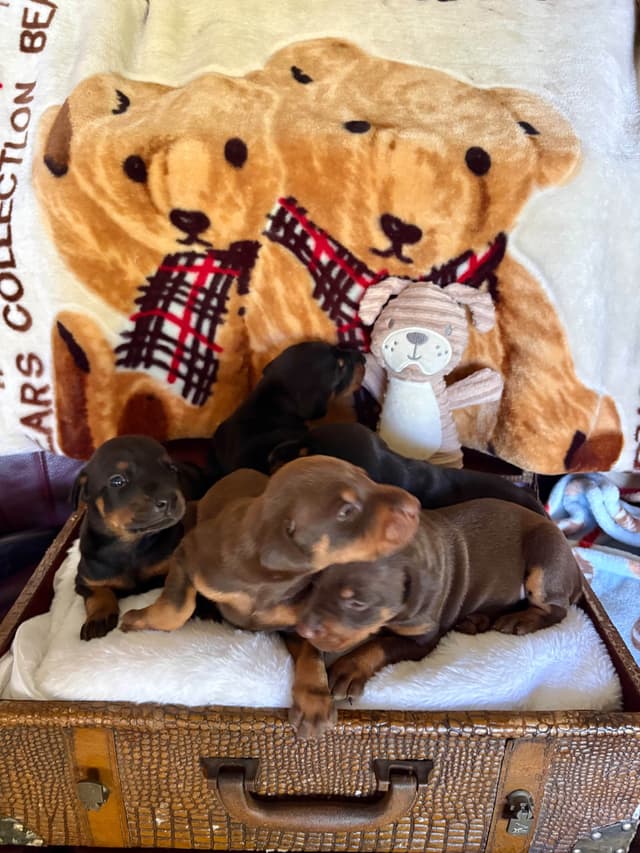Doberman Pinscher Puppies media 29