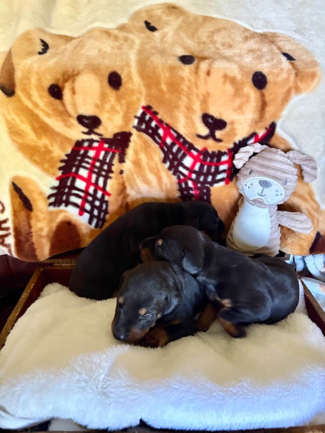 Doberman Pinscher Puppies media 30