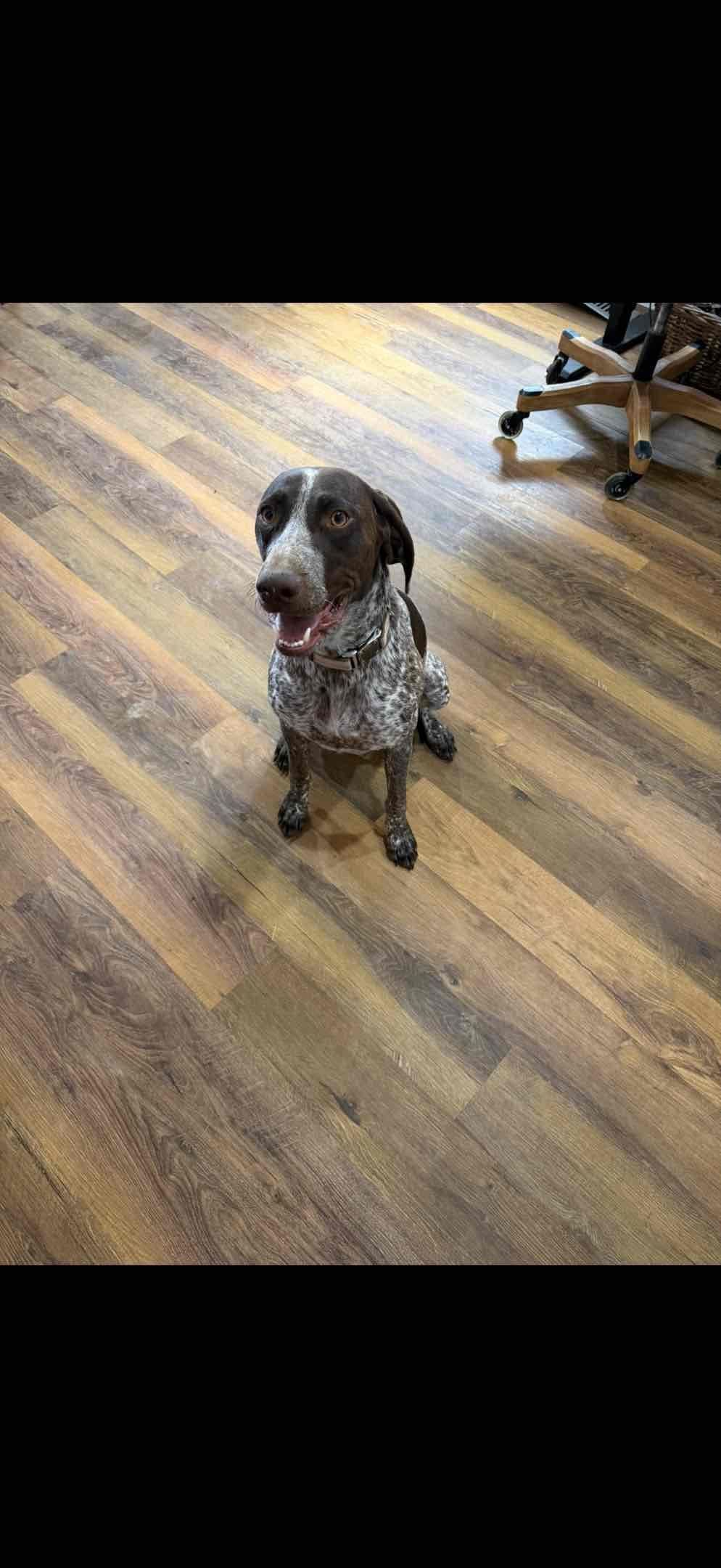 German Shorthaired Pointer Puppies breeder image 1