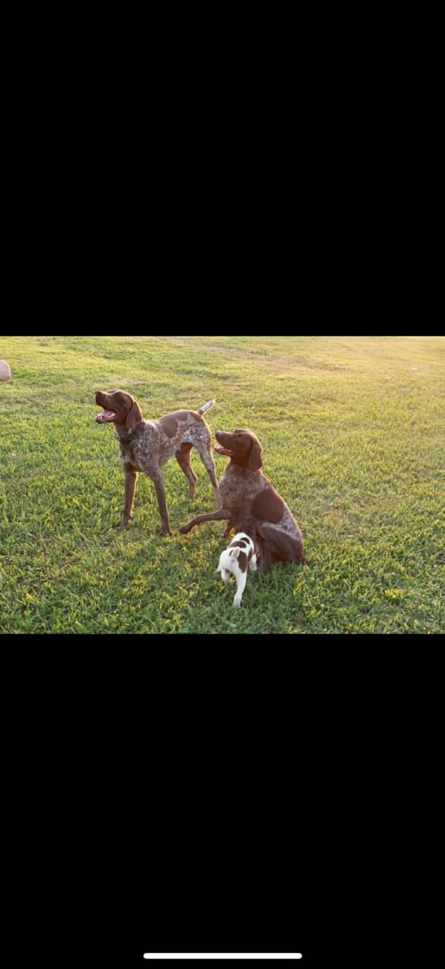 German Shorthaired Pointer Puppies media 2