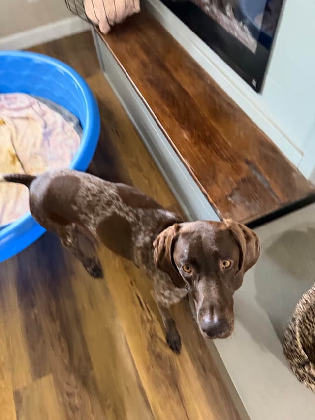 German Shorthaired Pointer Puppies media 4