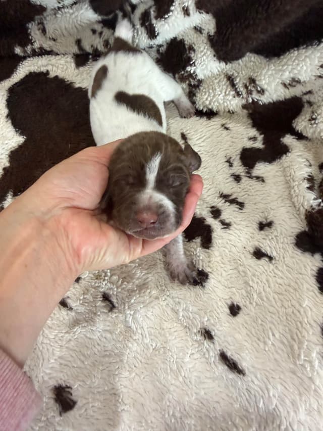 German Shorthaired Pointer Puppies media 5