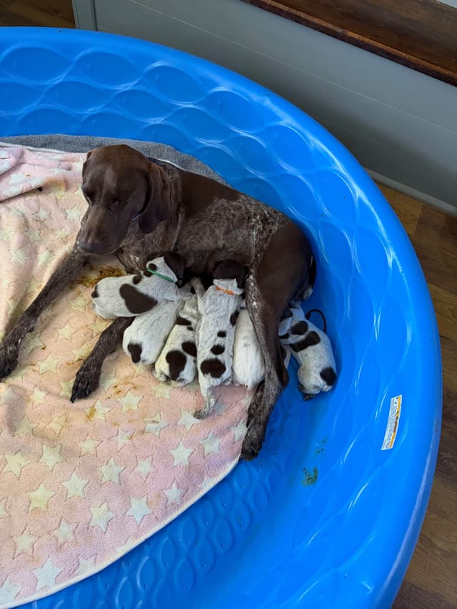 German Shorthaired Pointer Puppies media 8