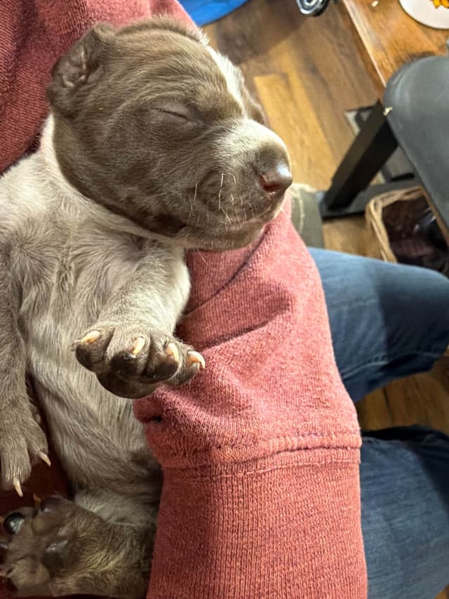 German Shorthaired Pointer Puppies media 6