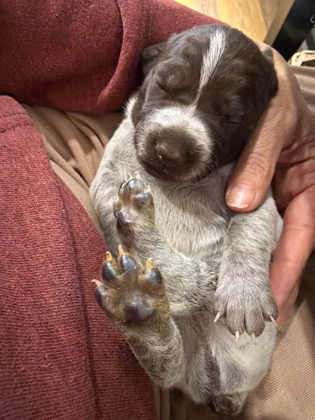 German Shorthaired Pointer Puppies media 9