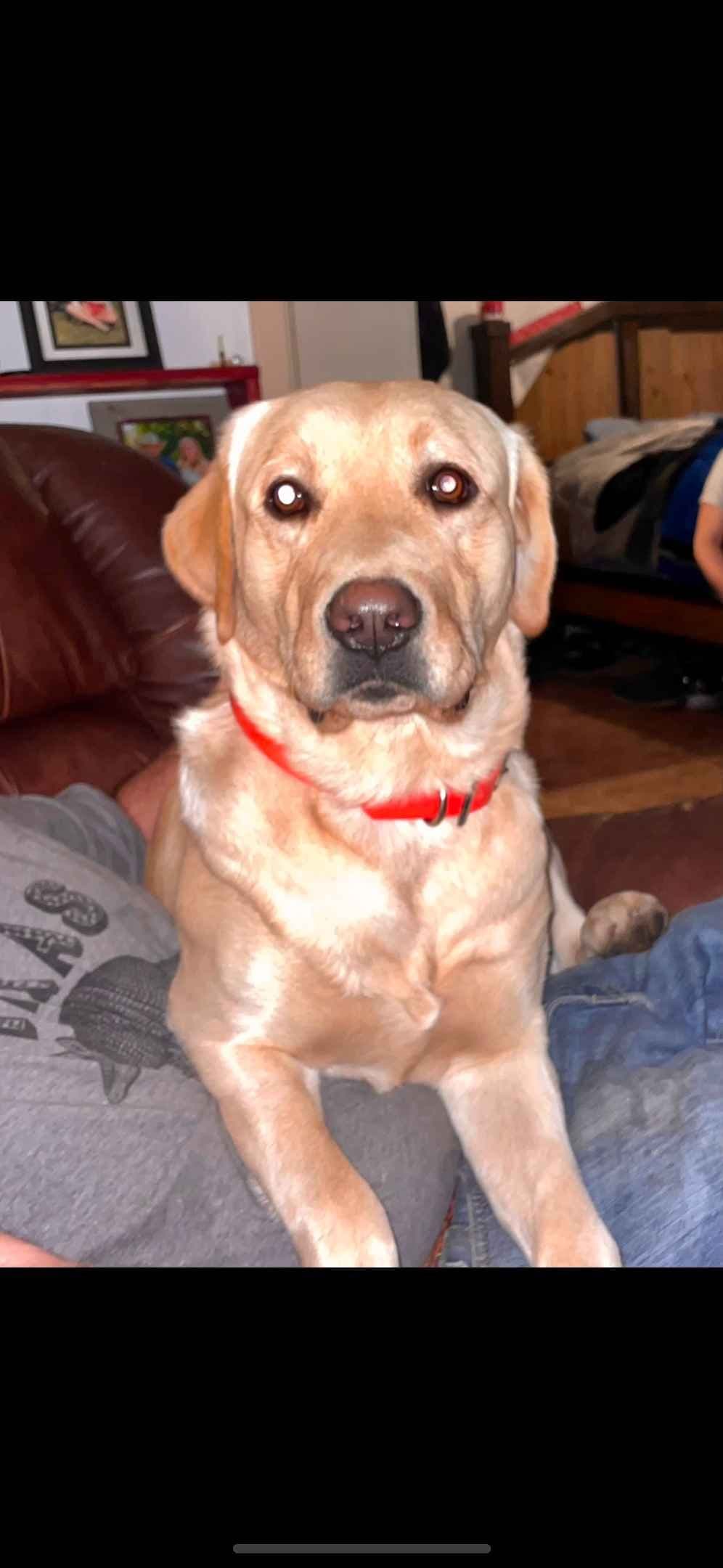 Labrador Retriever Puppies breeder image 2