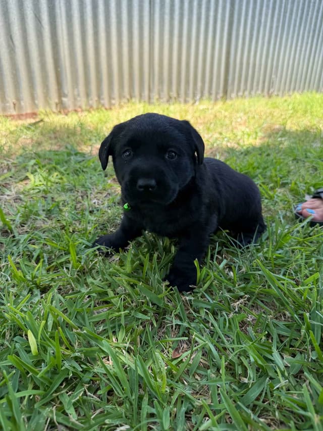 Labrador Retriever Puppies media 2