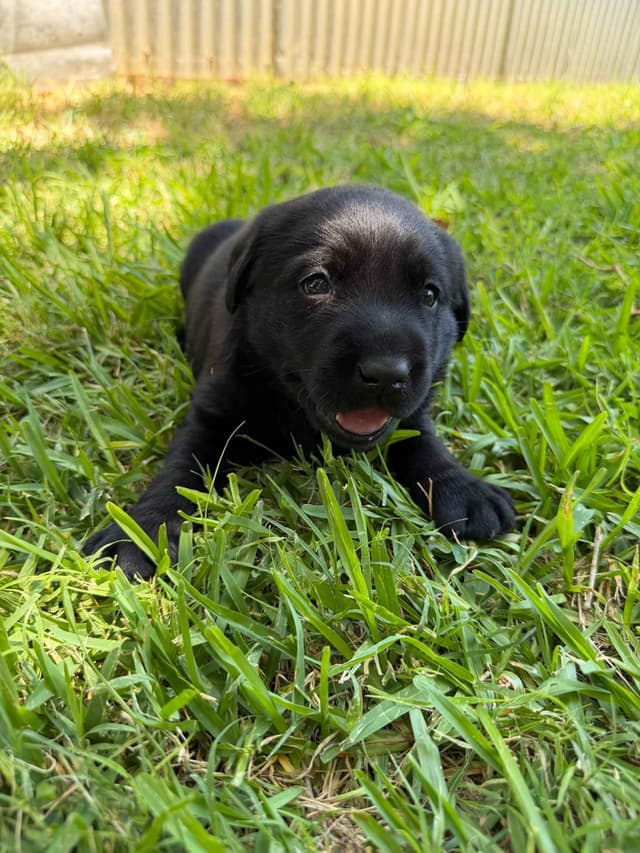 Labrador Retriever Puppies media 3