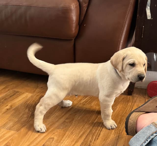 Labrador Retriever Puppies media 2