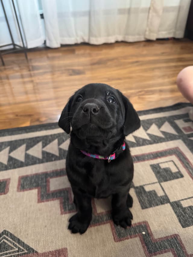 Labrador Retriever Puppies media 3