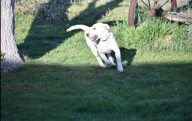 Labrador Retriever Puppies media 6