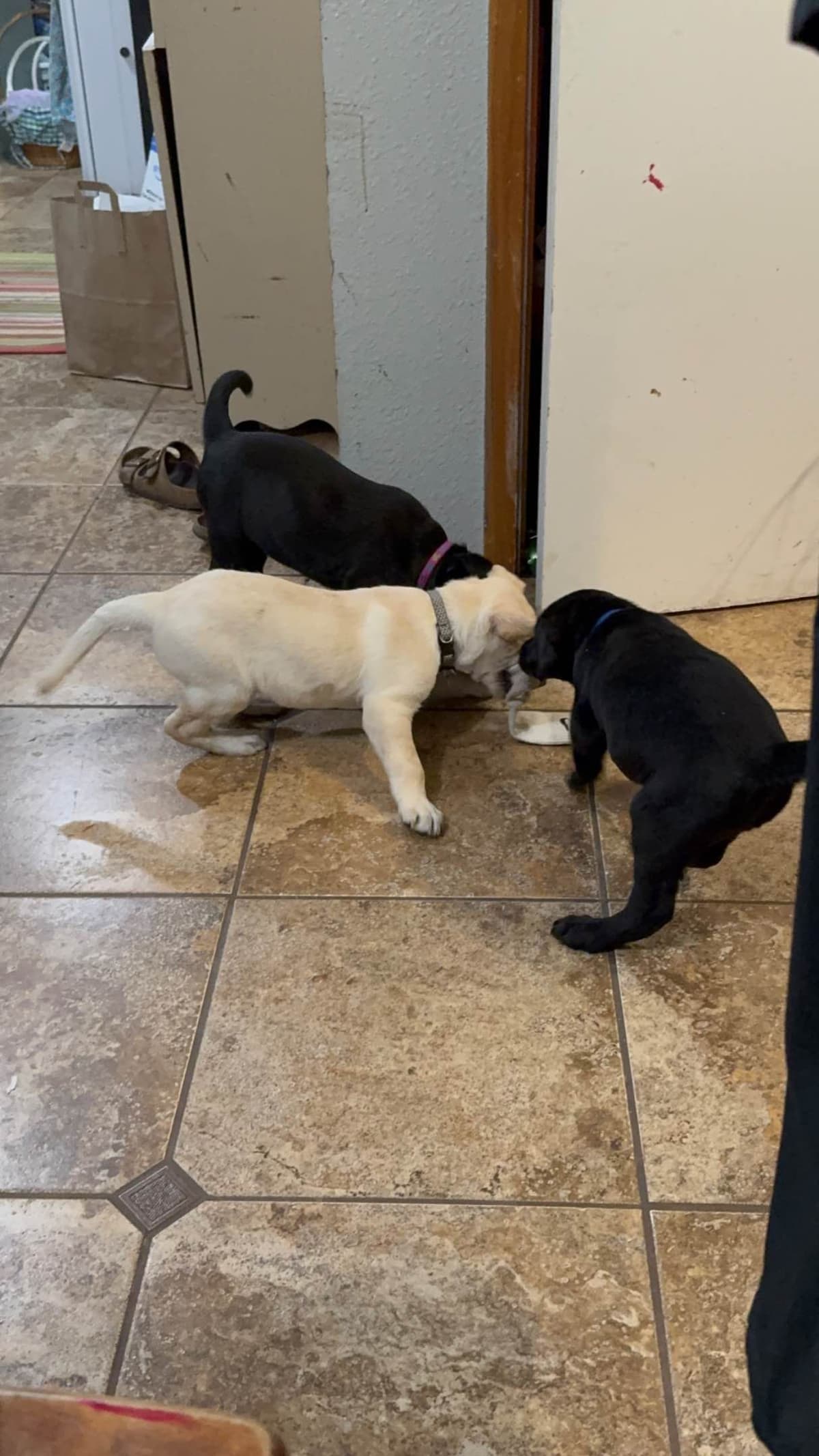 Labrador Retriever Puppies breeder image 1