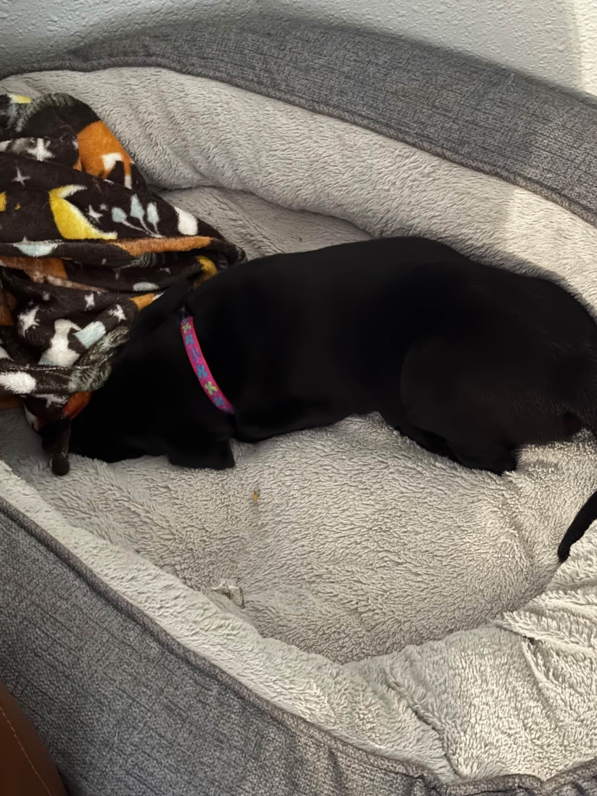 Labrador Retriever Puppies breeder image 3
