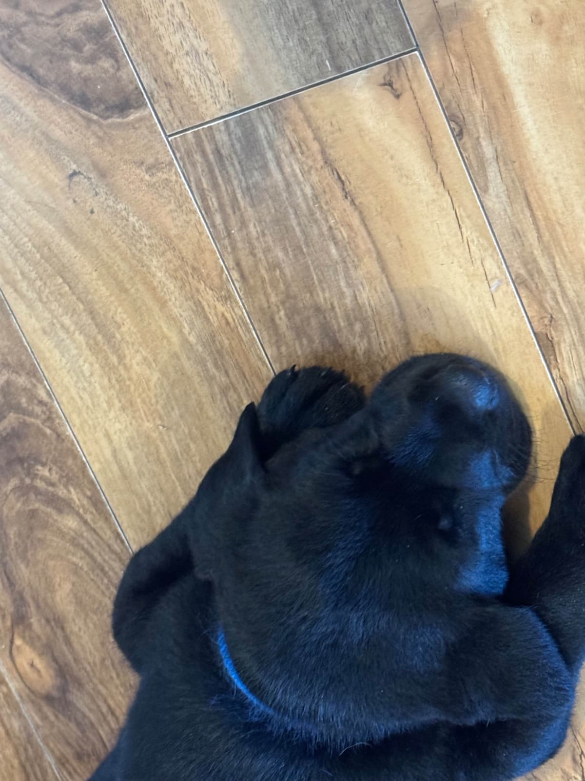 Labrador Retriever Puppies breeder image 4