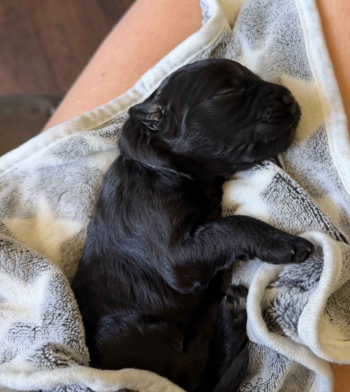 Bergamasco Sheepdog Puppies breeder image 1