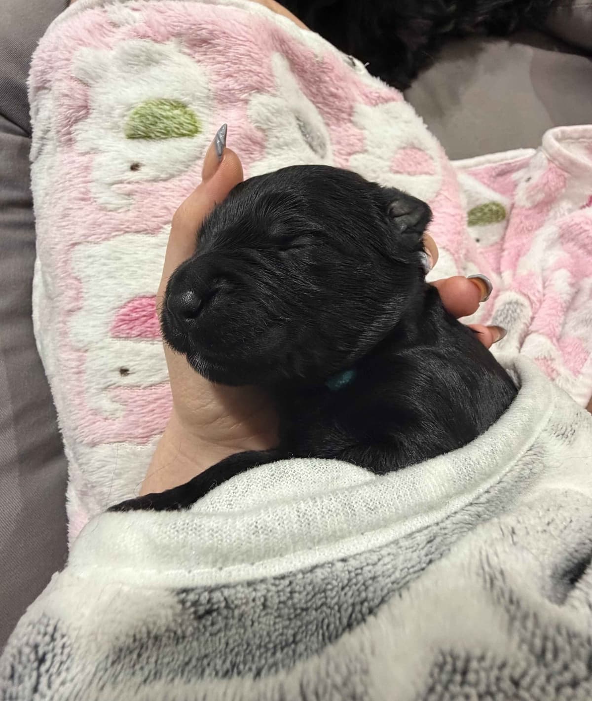 Bergamasco Sheepdog Puppies breeder image 2