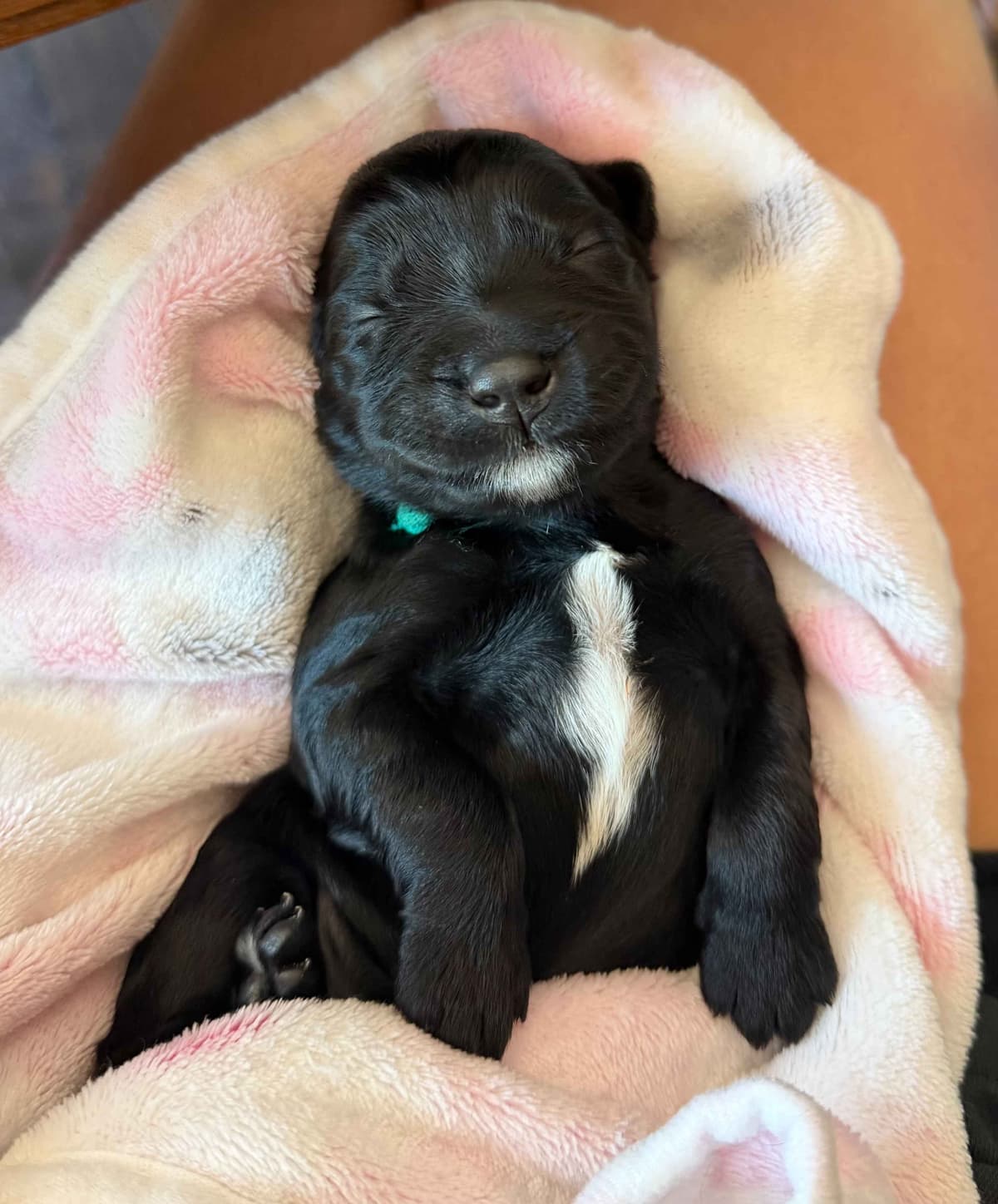 Bergamasco Sheepdog Puppies breeder image 4