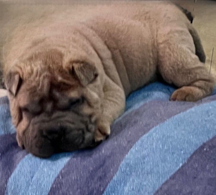 Shar-Pei Puppies breeder image 2