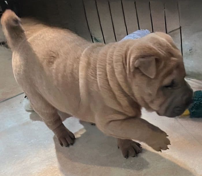Shar-Pei Puppies breeder image 3