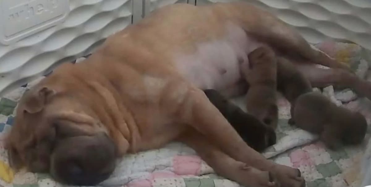 Shar-Pei Puppies breeder image 4