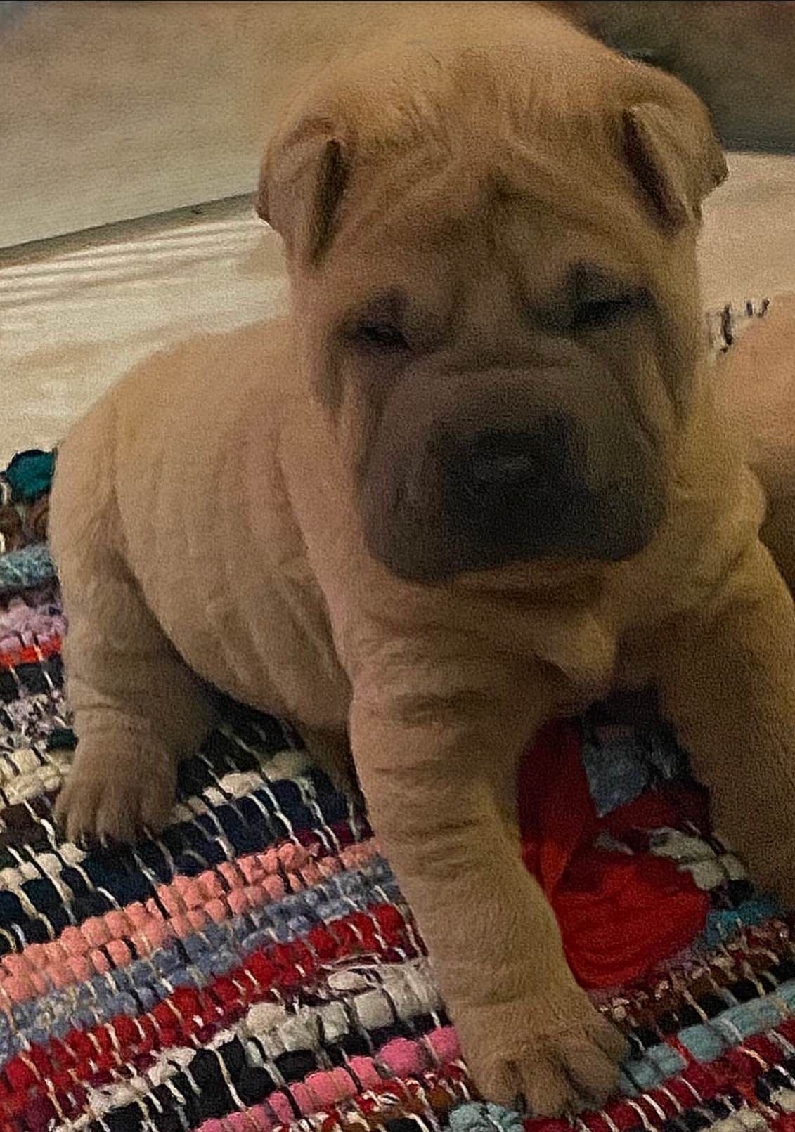 Shar-Pei Puppies breeder image 6