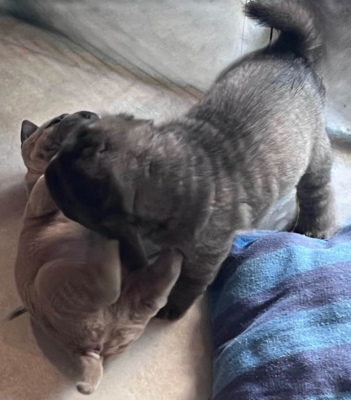 Shar-Pei Puppies breeder image 7