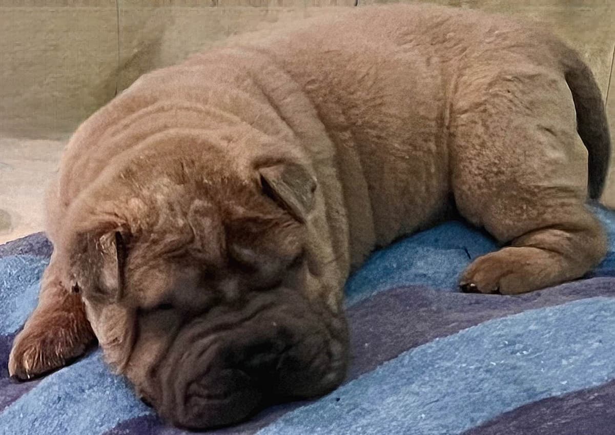 Shar-Pei Puppies breeder image 8