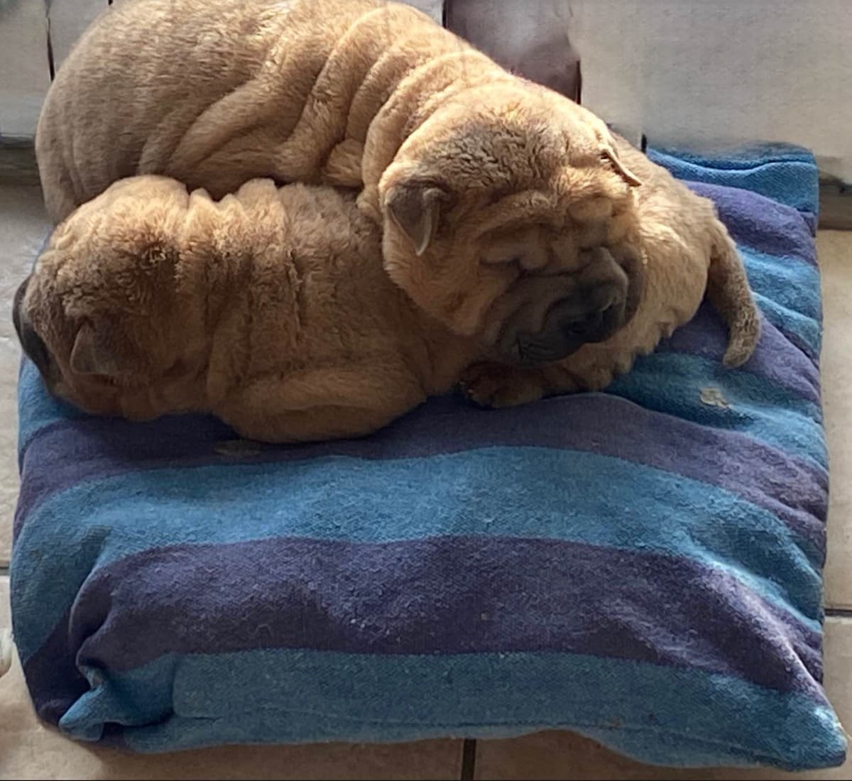 Shar-Pei Puppies breeder image 11