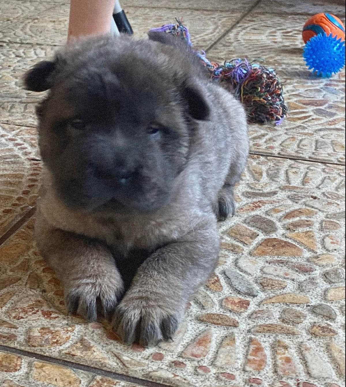 Shar-Pei Puppies breeder image 13