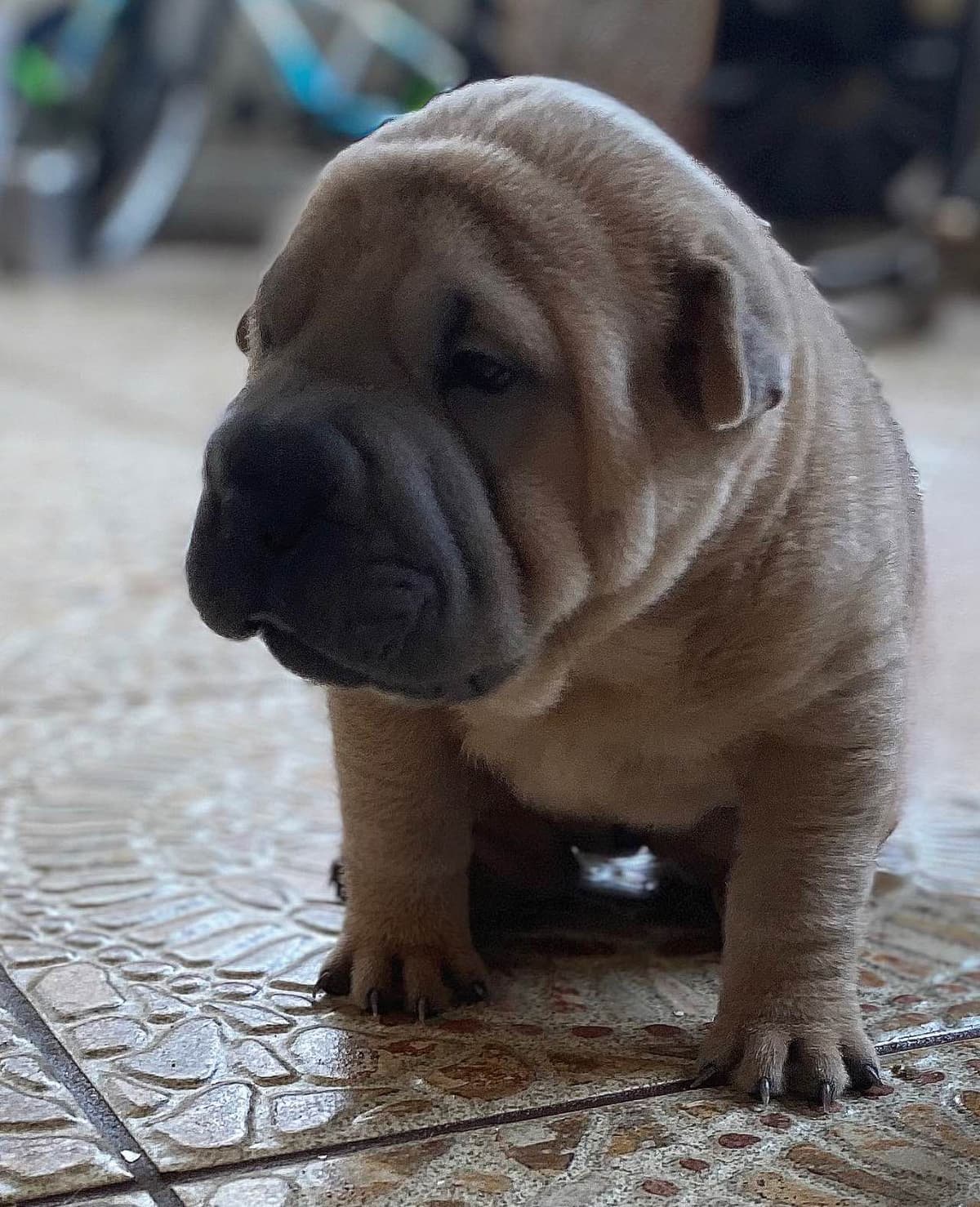 Shar-Pei Puppies breeder image 12